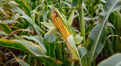 18 Plants That Should Never Be Planted Together