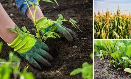 18 Plants That Should Never Be Planted Together