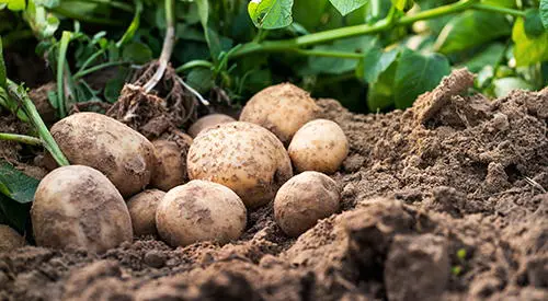 18 Plants That Should Never Be Planted Together