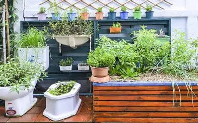 How To Homestead In The City