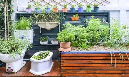 How To Homestead In The City