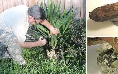 If You Have This Plant in Your Backyard, You Will Never Run Out of Soap