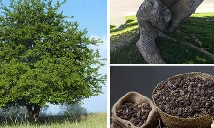 The One Tree That Every Homesteader Should Plant