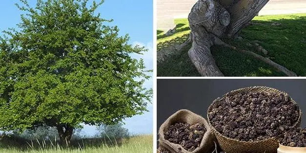 The One Tree That Every Homesteader Should Plant