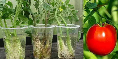using tomatoes to obtain tomato seeds