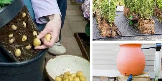 50 Off the Grid Homesteading Tips and Tricks