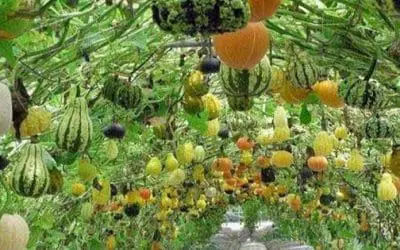 How to Adjust the pH in Soil and Water for Abundant Harvests