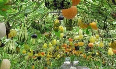 How to Adjust the pH in Soil and Water for Abundant Harvests