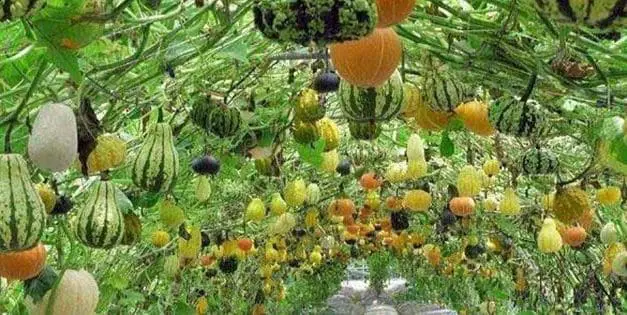 How to Adjust the pH in Soil and Water for Abundant Harvests