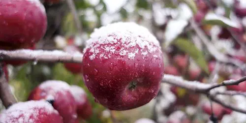 frozen apple