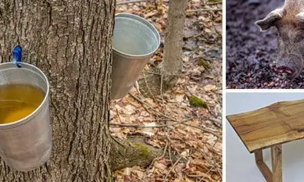 The 10 Best Trees For Homesteaders