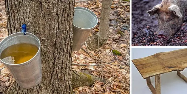 The 10 Best Trees For Homesteaders