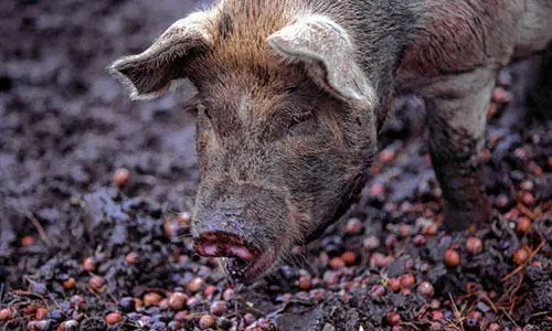 The 10 Best Trees for Homesteaders