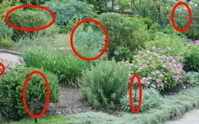 The Indispensable Medicinal Garden Every Homestead Should Have