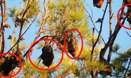 What To Do If You See A Bat On Your Homestead