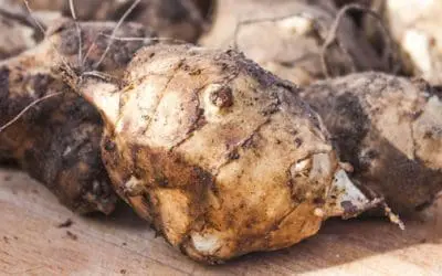 200 Pounds Of Food You Can Harvest Only This Winter