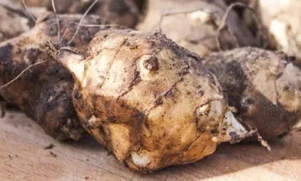 200 Pounds Of Food You Can Harvest Only This Winter