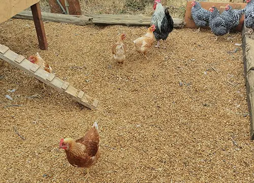 Boost Your Soil Quality with this Compost