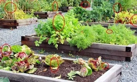 How To Organize Your Garden For Maximum Harvest