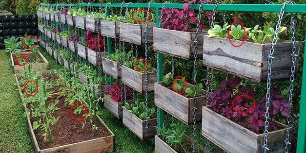 The Best Vegetables To Grow To Turn A Profit