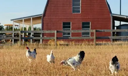 6 Small Animals You Can Raise On Your Property