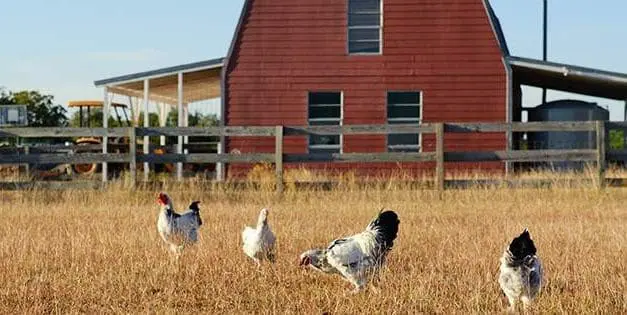 6 Small Animals You Can Raise On Your Property