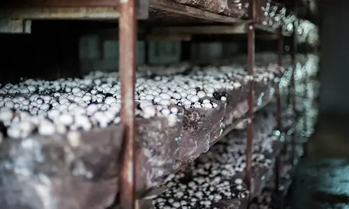 8 easy projects in your backyard