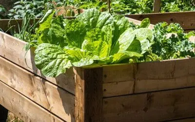 DIY Raised Beds For Your Backyard