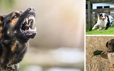 Best Dog Breeds For Homesteaders