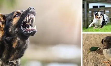 Best Dog Breeds For Homesteaders