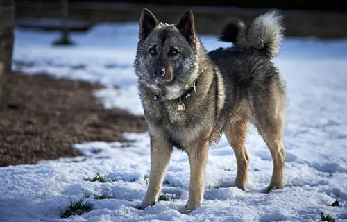 norwegian elkhound in backyard