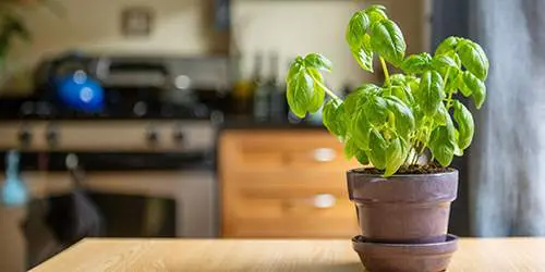 10 Cooking Herbs You Should Grow In Your Garden - basil