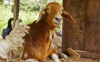 How to Use the Whole Animal (Whether You Raise Your Own or Buy It)