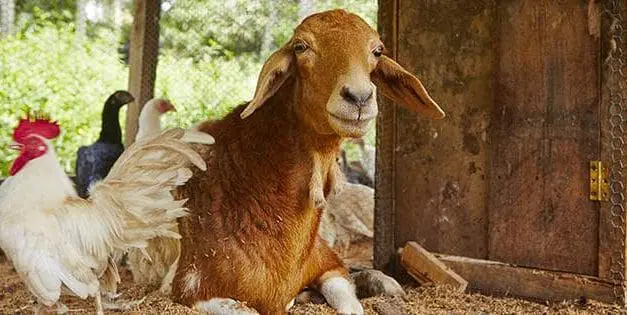 How to Use the Whole Animal (Whether You Raise Your Own or Buy It)