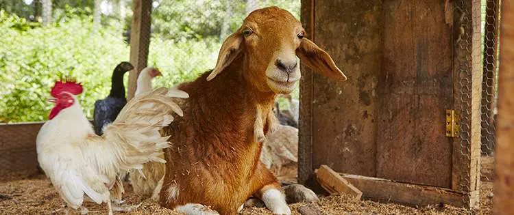 How to Use the Whole Animal (Whether You Raise Your Own or Buy It)