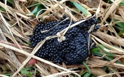 If You See These Eggs In Your Backyard, Burn Them Immediately