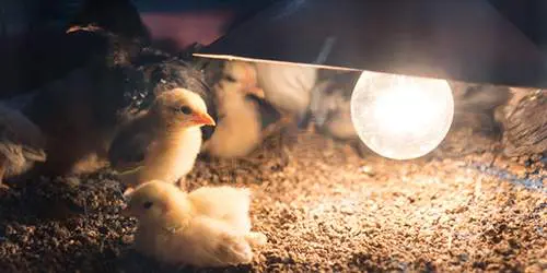 10 Common Mistakes You Should Avoid If You Want To Raise Chickens - baby chickens