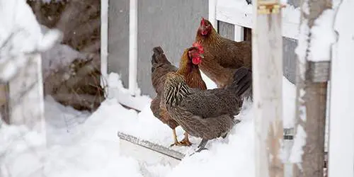 10 Common Mistakes You Should Avoid If You Want To Raise Chickens - chickens in winter