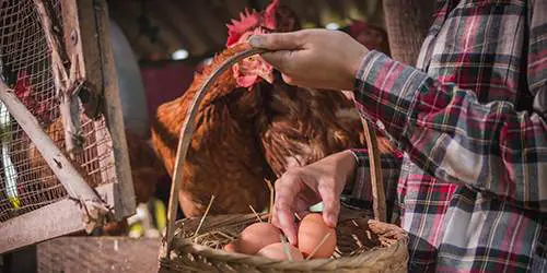 10 Common Mistakes You Should Avoid If You Want To Raise Chickens - eggs