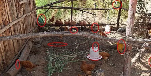 10 Common Mistakes You Should Avoid If You Want To Raise Chickens