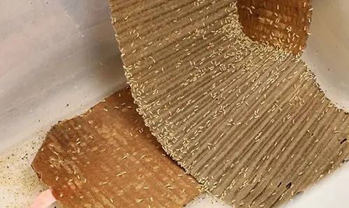 How To Get Rid Of Termites On Your Property