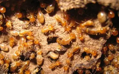 How To Get Rid Of Termites On Your Property