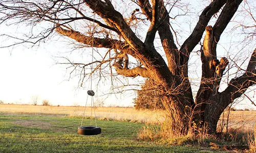 tire swing hanging from an old tree