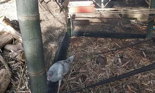How to Build a Chicken Coop Step 1