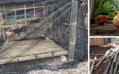 How to Build a Chicken Coop With $50 In One Hour