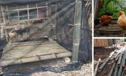 How to Build a Chicken Coop With $50 In One Hour