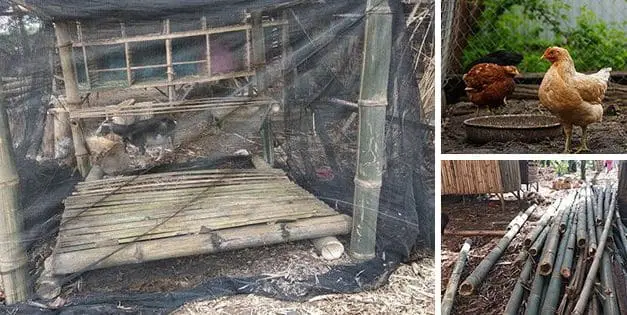 How to Build a Chicken Coop With $50 In One Hour