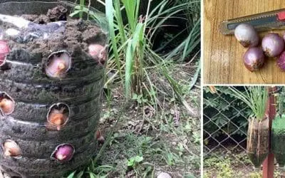 How To Make Your Own Vertical Onion Planter