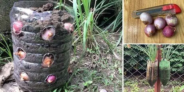 How To Make Your Own Vertical Onion Planter