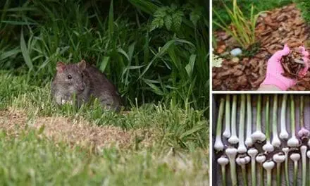 How You Can Keep Rodents Out Of Your Garden